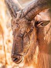 Close Up Of An Mounting Goat