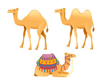 Set Of Cute One Hump Camel With Bridle And Saddle Cartoon Animal Design Flat Vector Illustration Isolated On White Background