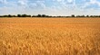 Gold Wheat flied panorama with tree during day with blue sky behind.