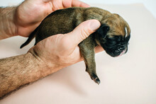 Male Hands Are Holding A Small Newborn German Boxer Puppy And A Man Is Examining A Pet
