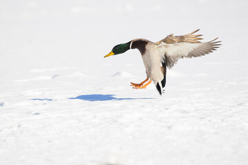 Wall Mural - mallard flying in Canadian winter flight