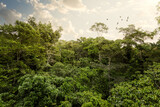 Amazon landscape in the Peruvian rain forest jungle of Tambopata