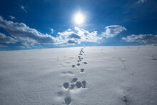 Snow Covered Landscape With Coyote Tracks, In Windsor, Connecticut.