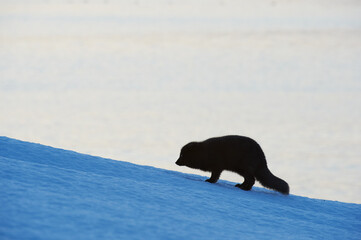 Poster - Beautiful blue arctic fox (Alopex lagopus) in the snow.