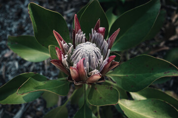 Wall Mural - protea