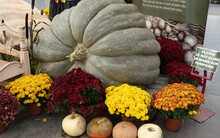 Halloween Display Of A Huge Green Pumpkin And Colorful Flowers
