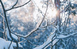 Winter background with frozen branches