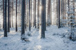 Mystical winter forest.