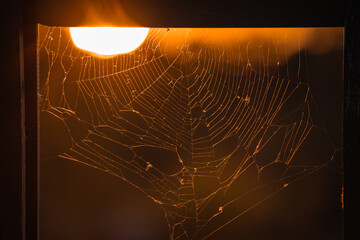 spider web in the morning