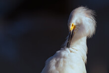 2022-01-18 A CLOSE UP OF A SNOWY EGRET ON THE CLIFFS IN LA JOLLA CALIFORNIA