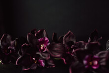 Deep Violet Orchids Against Dark Background With Copy Space. Moody Valentine Florals. Purple Phalaenopsis Orchirds.