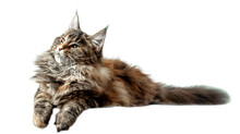 A Big Maine Coon Kitten In Studio On White Background, Isolated.