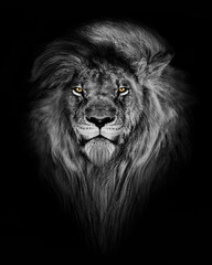 Wall Mural - African male lion , wildlife animal Black and white but with colored eyes