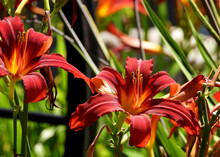 Close-up Of Two Orange Daylily Flowers