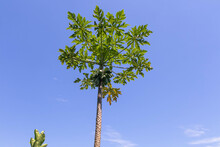 Papaya Tree With Fresh Green Fruits In Sugar Loaf Garden, Blue Cloudless Sky, Urca, Rio De Janeiro, Brazil