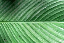 Closeup Of Calathea Lutea Leaf, Ornamental Plant That Looks Like Banana Leaf, Urca, Rio De Janeiro, Brazil