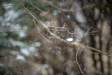 One Small Dark-eyed Junco Bird Perching Sitting On Oak Tree Branch During Winter Snow Flakes Falling In Virginia Puffed Up Feathers From Cold Looking At Camera