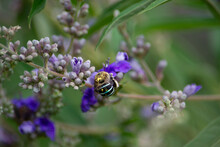 Australian Blue Banded Bee Feeding On Purple Flowers  Covered In Pollen 