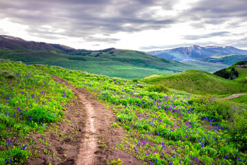 Mt Crested Butte ski resort in Colorado meadow grass delphinium wildflowers festival valley view from Snodgrass hiking trail footpath in summer with stormy dramatic sky rocky mountains