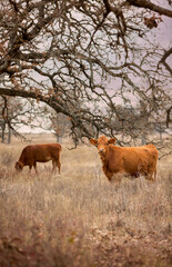 Poster - Cows grazing on pasture under an old oak tree in winter on the beef cattle ranch