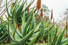 Mountain Aloe (Aloe Marlothii) Close Up In Bloom In The Garden. Mountain Aloe Is A Large Evergreen Succulent