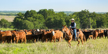 Cowboy On Horseback Moving Cows To New Pasture On The Cattle Ranch