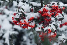 Berries On Rowan Tree Branch Covered With Snow Outdoors