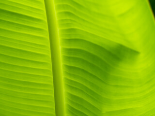 Wall Mural - Blurred of Curve of Banana Leaf with Stripes