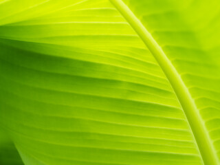 Wall Mural - Blurred of Curve of Banana Leaf with Stripes