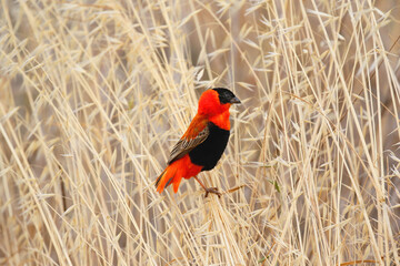 Wall Mural - southern red bishop