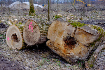 cut black poplar trees, populus alba, in a riverside forest near the danube river in enns, upper austria