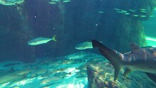 Ragged Tooth Shark And Fish In Aquarium Tank 4K 24fps