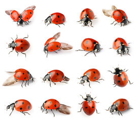 Wall Mural - Set with beautiful ladybugs on white background