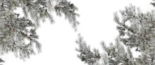 Pine Branches On A Frosty Day Covered With Hoarfrost And Snow On A White Isolated Background With Copy-space