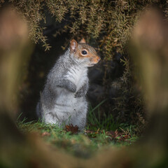 Poster - A close up portrait of a common grey squirrel. It is sitting upright with its front paws crossed. It is framed by out of focus tree branches as it sits in the sunshine 