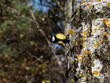 Beautiful close-up of Great tit (Parus major) standing on side of the tree trunk in sunlight with blurred background