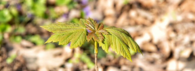 young tree sprout with green leaves grow in ground sunny nature, maple