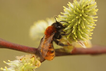 Closeup on a colorful red female Tawny mining bee, Andrena fulva on Goat willow , Salix caprea