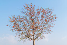 Blossom Flower Of Bombax Ceiba Tree Or Silk Cotton Tree With Blue Sky Background.