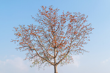 Blossom flower of Bombax ceiba tree or Silk cotton tree with blue sky background.