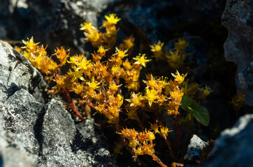 Wall Mural - sedum susanae hamet, a bouquet of yellow wild flowers, doi luang chiang dao, chiang mai, thailand.