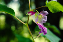 Beauty Impatiens Psittacina, Parrot Flower At Doi Luang Chiang Dao Mountain, Chiang Mai, Thailand