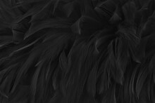 Beautiful Black Grey Bird Feathers Pattern Texture Background.