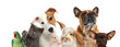 canvas print picture Group of cute pets on white background. Banner design