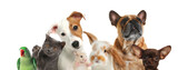 Fototapeta  - Group of cute pets on white background. Banner design