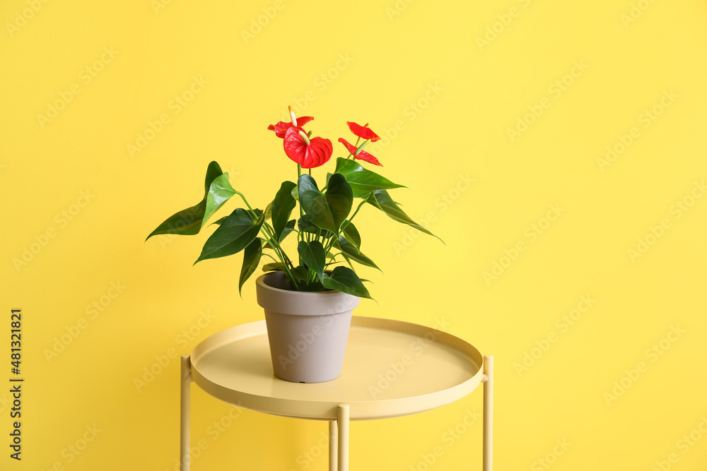 Table with Anthurium flower on yellow background