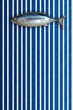 Raw whole fish, northern albacore marine style background.