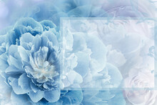 Greeting Card. Floral Spring Blue Background. Flowers And Petals Of Rose And Peony. Close-up. Nature.
