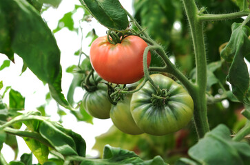 Poster - red and green tomatoes on the bushes