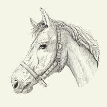 Horse Profile Sketch Portrait, Hand Drawn Ink Graphic Vector Illustratio
